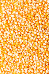 Background of fresh golden raw corn kernels