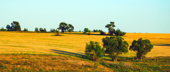Country summer landscape with trees growing in golden wheat fields at sunset.