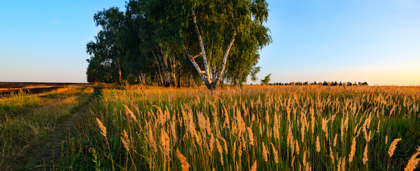 Fototapeta premium Wide panorama of country summer landscape with ground countryside road,lonely growing birch trees and spikelets of grasses illuminated by light of setting sun.