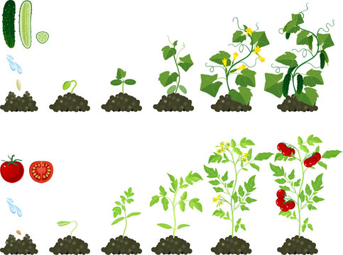 Set of life cycles of agricultural plants. Growth stages of tomato and cucumber plant