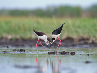 Black-winged Stilts are building the nest. Himantopus himantopus