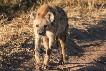 Hyena in Serengeti Tanzania