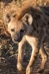 Hyena in Serengeti Tanzania