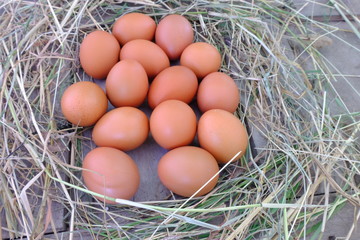Chicken eggs in nest of straw on old wooden background.