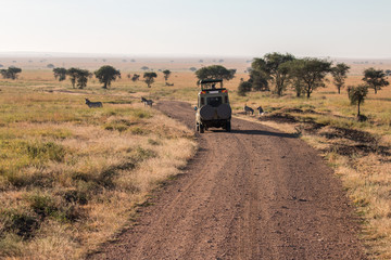 Zebra, Gnu and safari car in Serengeti  © hachiko
