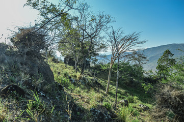 Fototapeta na wymiar meadow with trees in the mountain