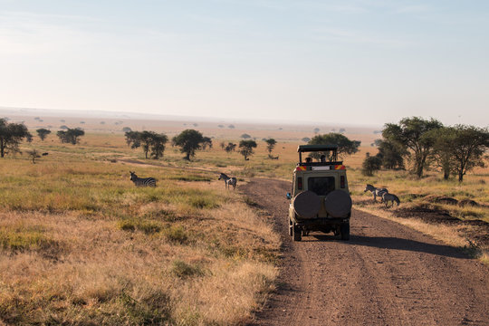 Zebra, Gnu and safari car in Serengeti 