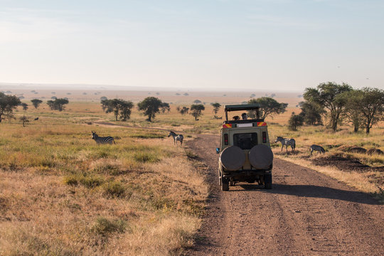 Zebra, Gnu and safari car in Serengeti 
