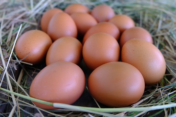Chicken eggs in nest of straw on old wooden background.