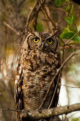 portrait of an eagle owl