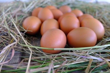 Chicken eggs in nest of straw on old wooden background.