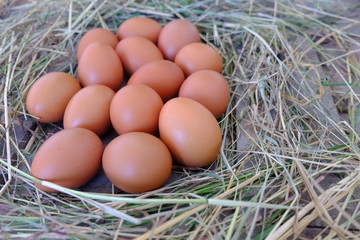 Chicken eggs in nest of straw on old wooden background.