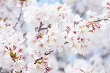 桜　ソメイヨシノ