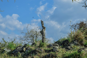 tree in mountains