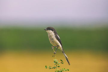 Fiscal shrike bird perched on a branch in national park in South Africa