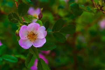 Blooming wild rose bushes