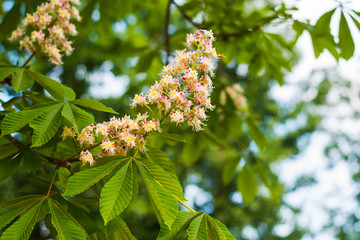 chestnut blossom on the tree