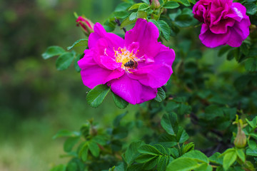 wild rose Bush in bloom