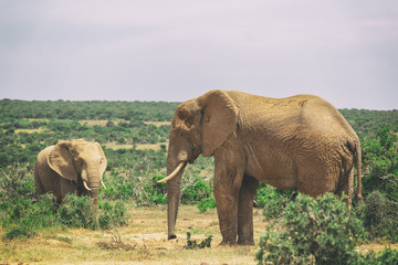 Fototapeta premium Adult elephant and baby elephant walking together in Addo National Park, South Africa