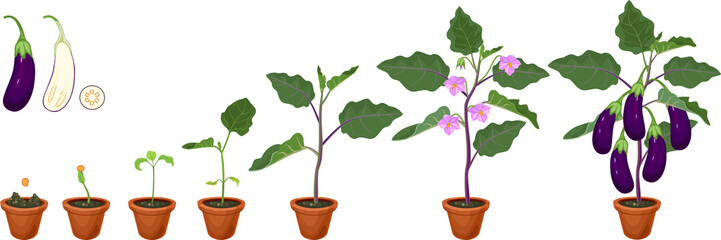 Life cycle of eggplant. Growth stages from seeding to flowering and fruit-bearing aubergine plant