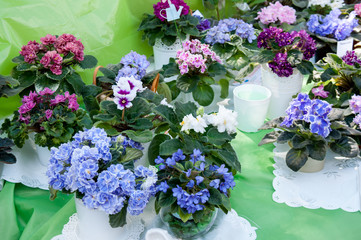 Russia, Khabarovsk, August 18, 2018: sale of flowers of violets at harvest festival