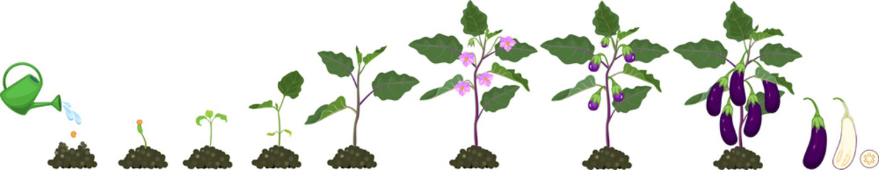 Life cycle of eggplant. Growth stages from seeding to flowering and fruit-bearing aubergine plant © Kazakova Maryia