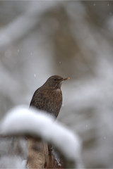 Weibliche Amsel
