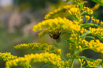 Field plant goldenrod