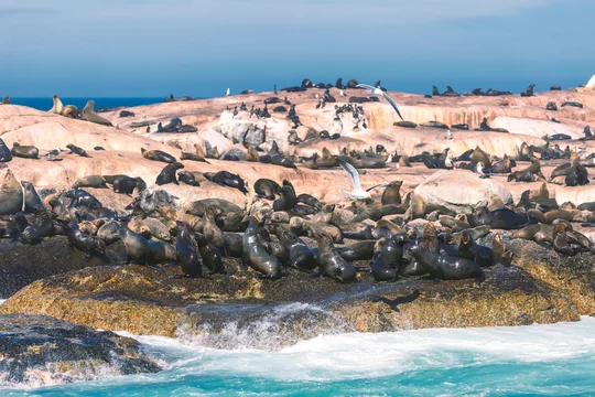 Seals on a Hout Bay seal island in Cape Town, South Africa Stock-Foto | Adobe Stock