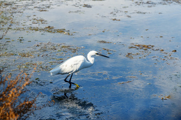Little egret or Egretta garzetta in lagoon Orbetello on peninsula Argentario. Italy