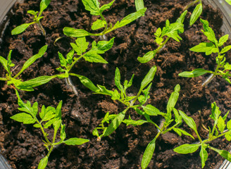 young tomato seedlings