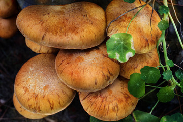 champignons dans le forêt