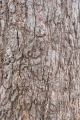 tree bark texture