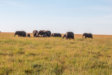 Naklejka na ściany i meble Elephant family in Serengeti Tanzania
