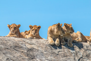 Lion family in Serengeti Tanzania
