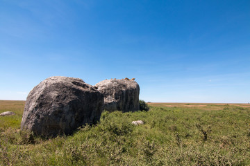 Lion family in Serengeti Tanzania