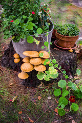 champignons dans le for&ecirc;t