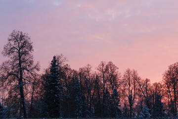 Winter sun seeps through thick tree branches