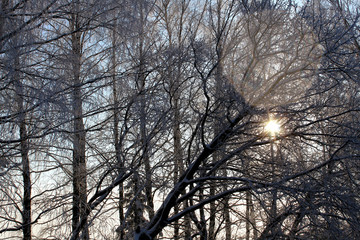 Winter sun seeps through thick tree branches © Снежана Кудрявцева