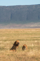 male lion in Ngorongoro Conservation Area Tanzania