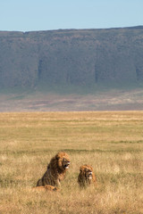 male lion in Ngorongoro Conservation Area Tanzania