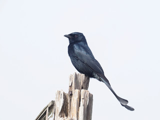 Black drongo, Dicrurus macrocercus