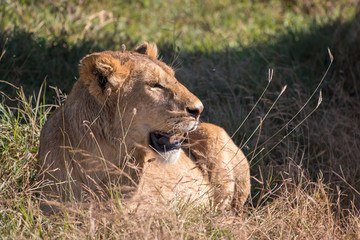 lion in Ngorongoro Conservation Area Tanzania