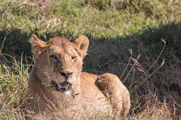 Obraz na płótnie Canvas lion in Ngorongoro Conservation Area Tanzania
