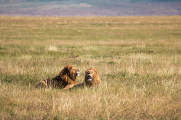 male lion in Ngorongoro Conservation Area Tanzania