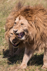 Fototapeta na wymiar male lion in Ngorongoro Conservation Area Tanzania
