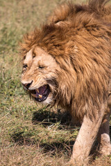 Fototapeta na wymiar male lion in Ngorongoro Conservation Area Tanzania