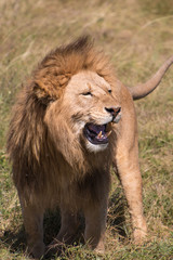 male lion in Ngorongoro Conservation Area Tanzania
