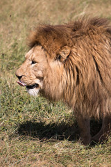 Obraz na płótnie Canvas male lion in Ngorongoro Conservation Area Tanzania