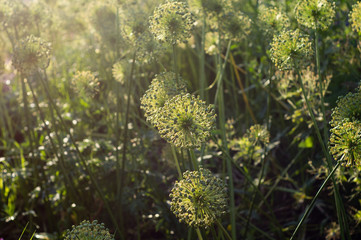 Allium flowers in sunlight